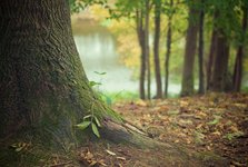 Zelená revoluce v Hustopečích? Radnice chystá nové biotopy a park v zástavbě