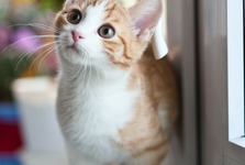 Jsou kočky radost nebo problém (starost)?